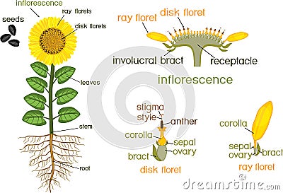 Parts of sunflower plant. Morphology of flowering plant with root system, flower, seeds and titles Stock Photo