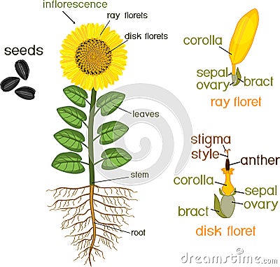 Parts of sunflower plant. Morphology of flowering plant with root system, flower, seeds and titles Stock Photo