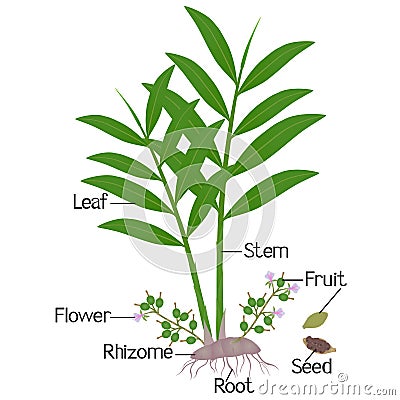 Parts of true cardamom elettaria cardamomum plant on a white. Vector Illustration