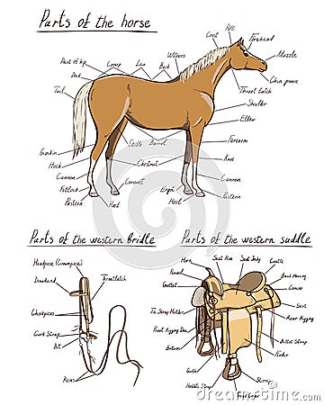 Parts of western horse, saddle, bridle set. Equine anatomy. Equestrian scheme text. Vector Illustration