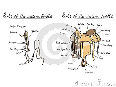 Parts of western saddle and bridle. Vector Illustration