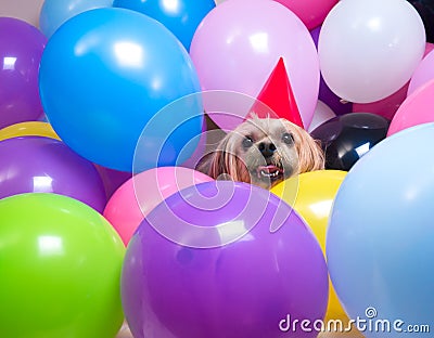 Party Animal Stock Photo