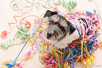 Party Dog. Jack Russell ready for carnival looks up Stock Photo