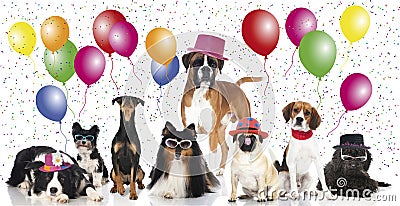 Party dogs Stock Photo