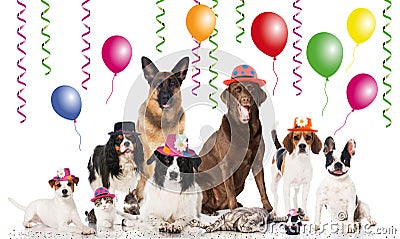 Party pets Stock Photo