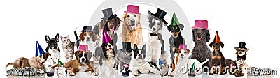 Party pets Stock Photo