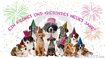 Party puppies on white background Stock Photo