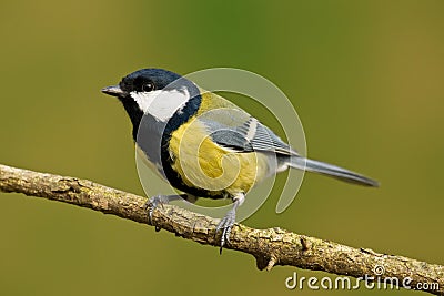 Parus major Stock Photo