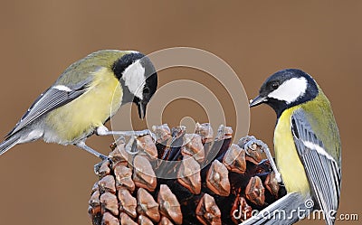 Parus major. Stock Photo