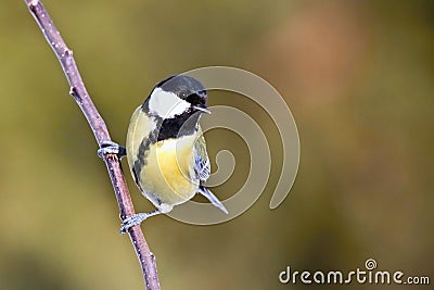 Parus major, Blue tit . Wildlife landscape, titmouse sitting on a branch. Stock Photo