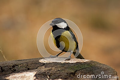 Parus major Stock Photo