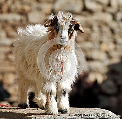 Pashmina goats Stock Photo