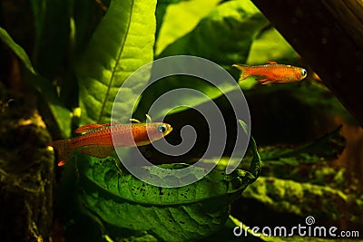Paska`s blue eye, young and colorful adults, popular freshwater ornamental dwarf fish enjoy life in European planted blackwater Stock Photo