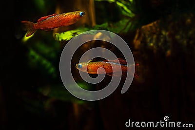 Paska`s blue eye, young and colorful adults, popular freshwater ornamental dwarf fish in European planted blackwater aqua Stock Photo