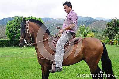 Paso fino horse Editorial Stock Photo