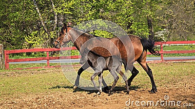 Mare and Her Colt Stock Photo