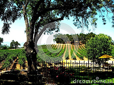 Paso Robles California Grapes on Sunny Day in CA Stock Photo