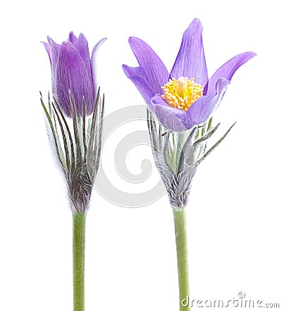 Pasque flower Stock Photo