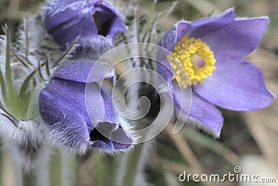 Pasque flower Stock Photo