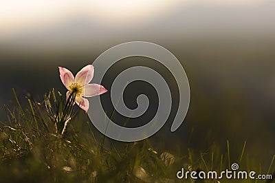 Pasque Flower blooming on spring rock at the sunset. Stock Photo