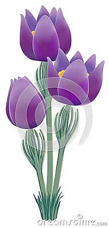 Pasque flower, bot.: Pulsatilla vulgaris Vector Illustration