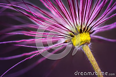 Pasque Flower Faded Stock Photo