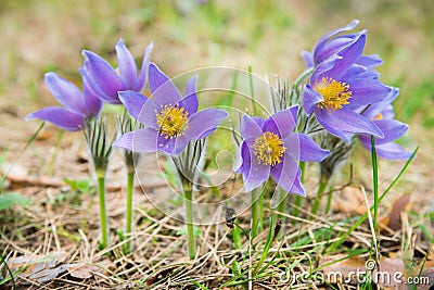 Pasque flower in a forest Stock Photo