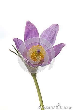 Pasque Flower Isolated Stock Photo