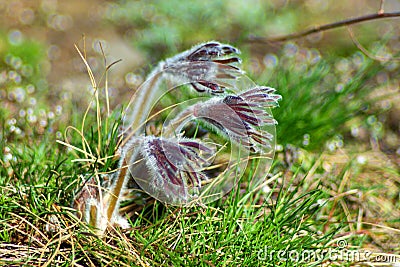 Pasque Flower Pulsatilla pratensis Stock Photo