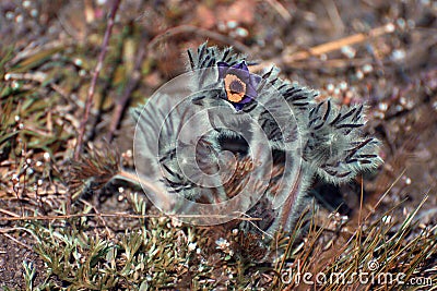 Pasque Flower Pulsatilla pratensis Stock Photo