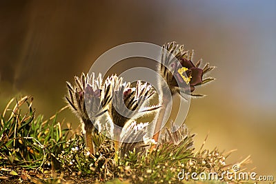 Pasque Flower Pulsatilla pratensis Stock Photo