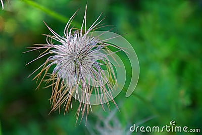 Pasque Flower is a species belonging to the buttercup family Ranunculaceae Stock Photo