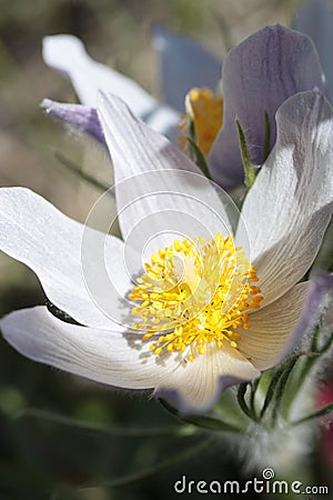 Pasque Flowers Stock Photo