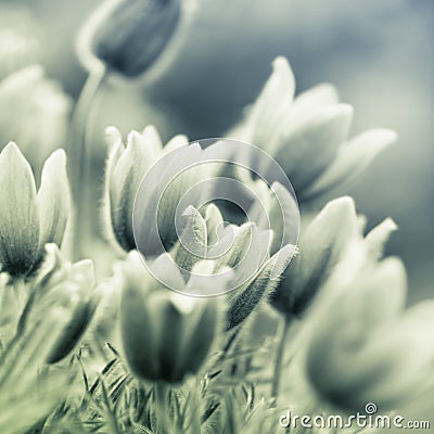 Pasque Flowers Stock Photo