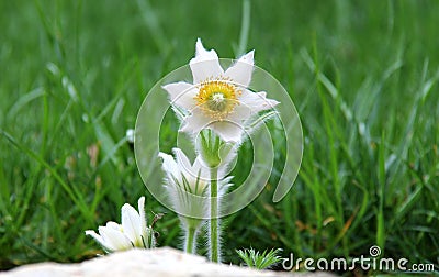 Pasque flowers Stock Photo