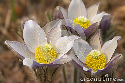 Pasque flowers blooming Stock Photo