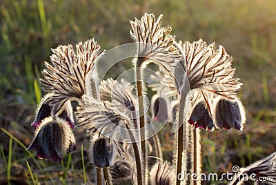 Pasque flowers closeup with backlight in the wild Stock Photo