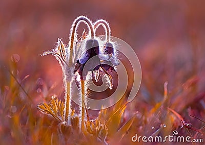 Pasque flowers Stock Photo