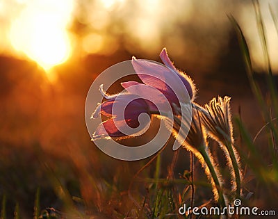 Pasque wild flower in evening light Stock Photo