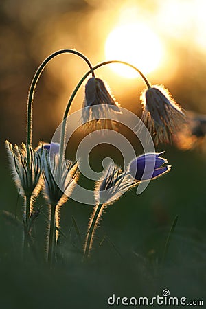 Pasque wild flower and setting sun Stock Photo