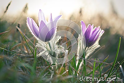 Pasque wild flowers blooming in springtime Stock Photo