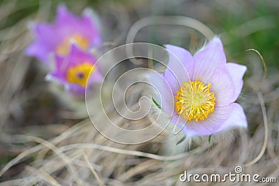 Pasque wild flowers in early springtime Stock Photo