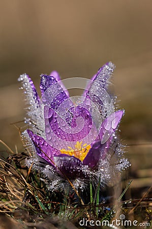 Pasqueflower - early spring flower Stock Photo