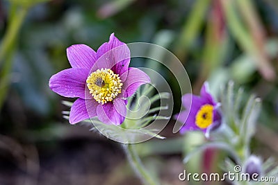 Pasqueflower on the meadow in the garden Stock Photo