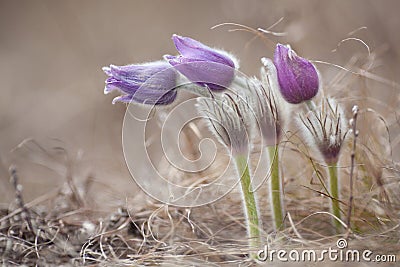 Pasqueflower - harbinger of spring. Stock Photo