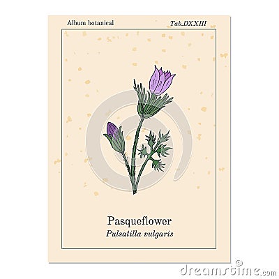 Pasqueflower pulsatilla vulgaris , medicinal plant Vector Illustration