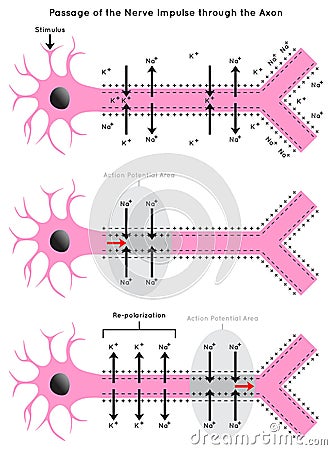 Passage of the Nerve Impulse through the Axon Infographic Diagram Vector Illustration