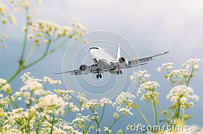Passenger commercial airplane flies over flower fields at the airport. Stock Photo