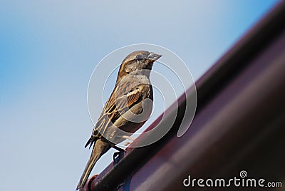 Passer domesticus or common sparrow Stock Photo