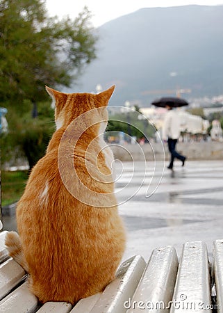 Passer-by under an umbrella Stock Photo